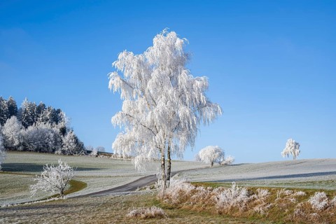 Silver birch (Betula pendula) standing on a meadow with hoarfrost on the branches in front of blue