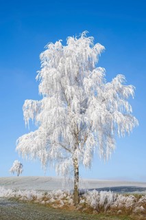 Silver birch (Betula pendula) standing on a meadow with hoarfrost on the branches in front of blue