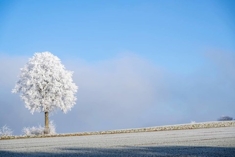 Silver lime tree (Tilia tomentosa) with hoarfrost on the branches standing on a meadow on a sunny