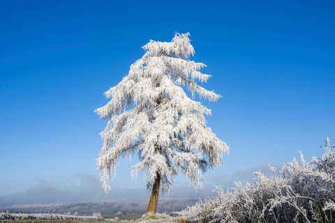 European larch (Larix decidua) with hoarfrost on the branches standing on a meadow on a sunny day