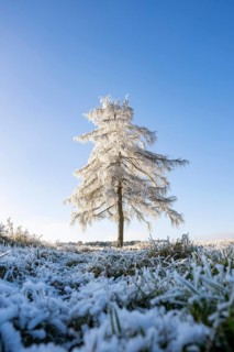 European larch (Larix decidua) with hoarfrost on the branches standing on a meadow on a sunny day