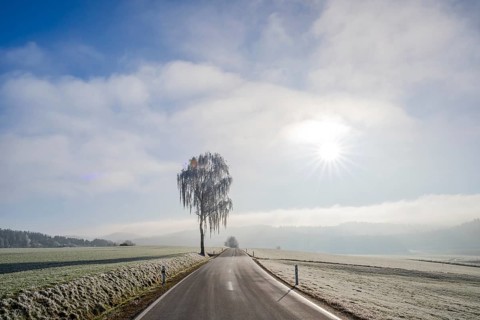 Silver birch (Betula pendula) standing beside a road with hoarfrost on the branches at sunshine in