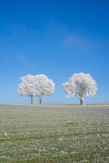 Silver lime trees (Tilia tomentosa) with hoarfrost on the branches standing on a meadow on a sunny