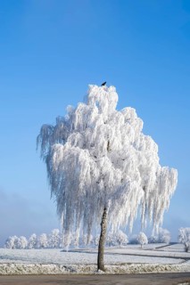 Carrion crow (Corvus corone) sitting on a Silver birch (Betula pendula) standing on a meadow with