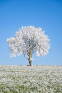 Silver lime tree (Tilia tomentosa) with hoarfrost on the branches standing on a meadow on a sunny