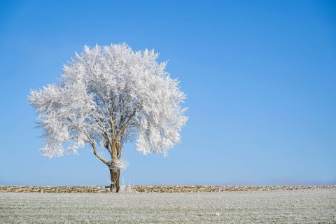 Silver lime tree (Tilia tomentosa) with hoarfrost on the branches standing on a meadow on a sunny