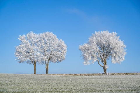 Silver lime trees (Tilia tomentosa) with hoarfrost on the branches standing on a meadow on a sunny