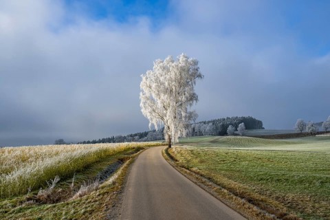 Silver birch (Betula pendula) standing beside a road with hoarfrost on the branches at sunshine in