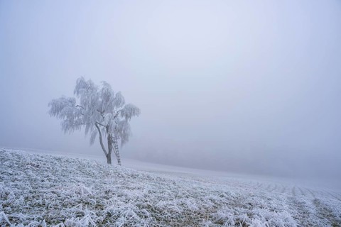 Silver birch (Betula pendula) with a raised hide in a meadow with hoarfrost on the branches in