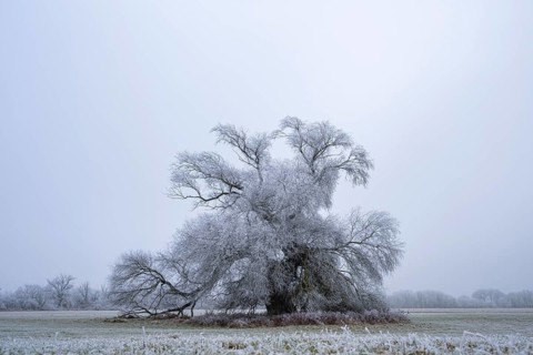 Eastern crack-willow (Salix euxina) standing on a meadow with hoarfrost on the branches in winter,