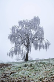 Silver birch (Betula pendula) standing on a meadow with hoarfrost on the branches in winter,