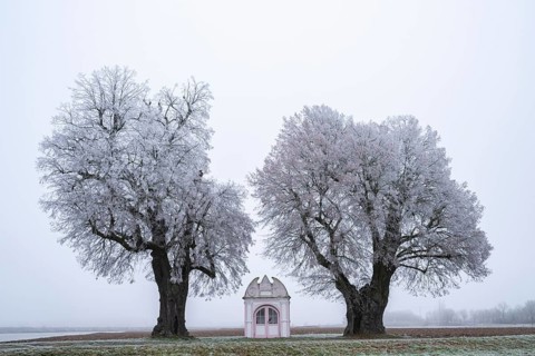 Two silver lime trees (Tilia tomentosa) standing in a meadow with a small chapel in the middle with