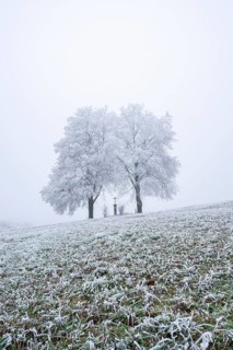 Two silver lime trees (Tilia tomentosa) standing in a meadow with a crucifix in the middle with