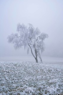 Silver birch (Betula pendula) with a raised hide in a meadow with hoarfrost on the branches in
