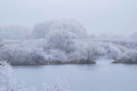 Great egret (Ardea alba) hunting in front of bushes growing beside danubia river with hoarfrost on