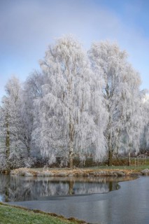 Silver birch (Betula pendula) standing behind a little pond with hoarfrost on the branches at