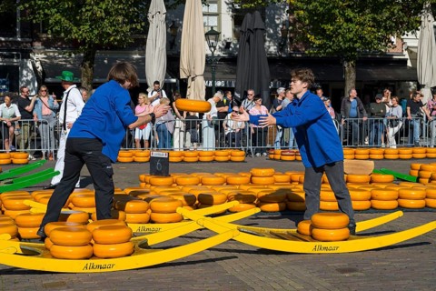 Two men in blue clothing hand over traditional cheese wheels at the Alkmaar cheese market, Cheese,
