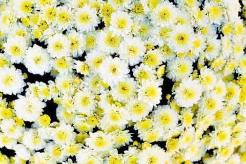 Top view of many white chrysanthemums flowers with yellow centers