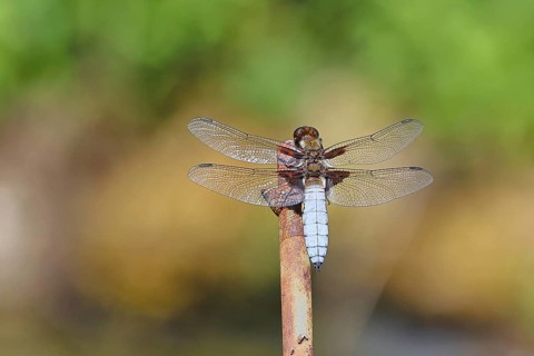 Plattbauchlibelle (Libellula depressa), Männchen sitzt auf einer Zaunspitz im Garten, Nahaufnahme,