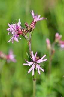 Kuckucks-Lichtnelke (Silene flos-cuculi), Nahaufnahme, Wilnsdorf, Nordrhein-Westfalen, Deutschland