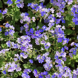 Gamander Ehrenpreis (Veronica chamaedrys), Männertreu, Blüten in einem Laubwald, blaue Blüte,