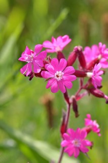 Rote Lichtnelke (Silene dioica), Nahaufnahme einer Blüte auf einer Wiese, Wilnsdorf,