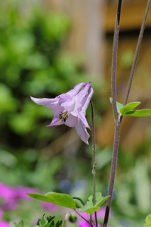 Gewöhnliche Akelei (Aquilegia vulgaris), rosa Blüte am Waldrand, im Frühling, Wilnsdorf,