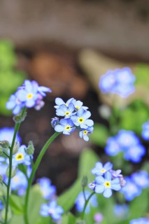 Sumpfvergissmeinnicht (Myosotis palustris), Echtes Vergissmeinnicht in Blüte im Frühjahr,