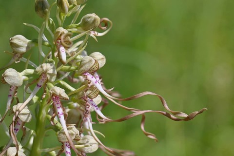 Bocks-Riemenzunge (Himantoglossum hircinum), Blütenstand mit geöffneten weiss-violetten Blüten,