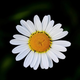Magerwiesenmargerite Magerwiesen Margerite (Chrysanthemum leucanthemum), Blüte vor schwarzem