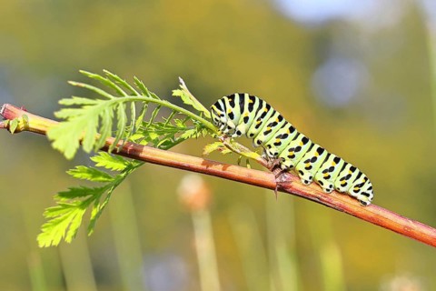 Schwalbenschwanz Raupe (Papilio machaon), Raupe sitzt an Wilder Möhre (Daucus carota),