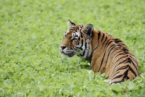 Siberian tiger (Panthera tigris altaica) in a pond with water lettuce (Pistia stratiotes), captive,