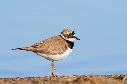 Little Ringed Plover (Charadrius dubius), North Rhine-Westphalia, Germany