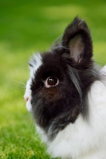 Lionhead rabbit (Oryctolagus cuniculus forma domestica) in a meadow, North Rhine-Westphalia,