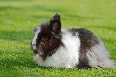 Lionhead rabbit (Oryctolagus cuniculus forma domestica) in a meadow, North Rhine-Westphalia,