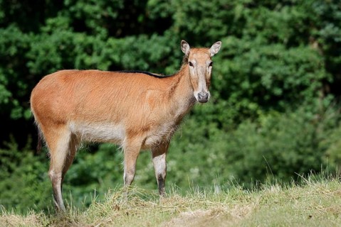David's deer or milu (Elaphurus davidianus), female, originally native to eastern Asia, extinct in