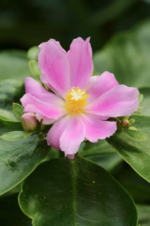 Deciduous cactus or pereskia (Pereskia grandifolia), flower, native to Brazil