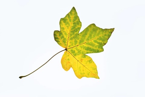 Sugar maple (Acer saccharum), leaf in autumn against a white background, North Rhine-Westphalia,