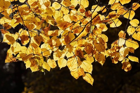 Summer lime (Tilia platyphyllos), leaves in autumn, North Rhine-Westphalia, Germany