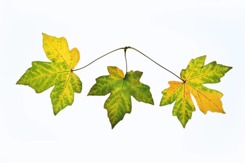 Sugar maple (Acer saccharum), leaves in autumn against a white background, North Rhine-Westphalia,