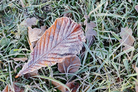 Horse chestnut or common horse chestnut (Aesculus hippocastanum), leaf with hoarfrost lying in the