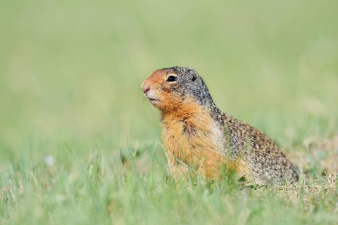 Columbia ground squirrel (Urocitellus columbianus, Spermophilus columbianus) looking out of the