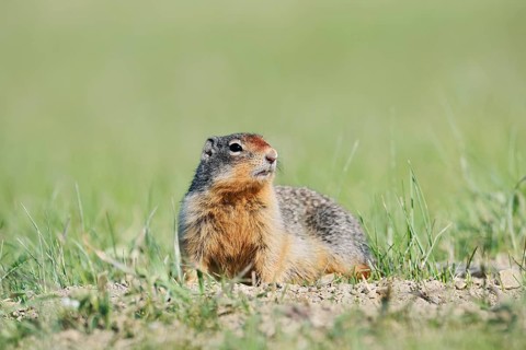 Columbia ground squirrel (Urocitellus columbianus, Spermophilus columbianus), Jasper National Park,
