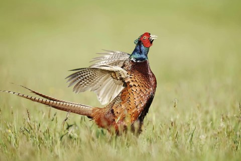 Hunting pheasant (Phasianus colchicus), cock mating in a meadow, North Rhine-Westphalia, Germany