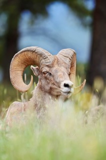 Rocky Mountains bighorn sheep (Ovis canadensis canadensis), ram, Banff National Park, Alberta,