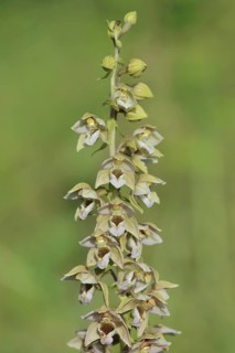 Broad-leaved helleborine or broad-leaved marsh orchid (Epipactis helleborine), inflorescence, North