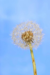 Common dandelion (Taraxacum sect. Ruderalia), dandelion, North Rhine-Westphalia, Germany