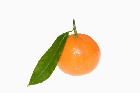 Clementine (Citrus clementina), fruit and leaves on a white background
