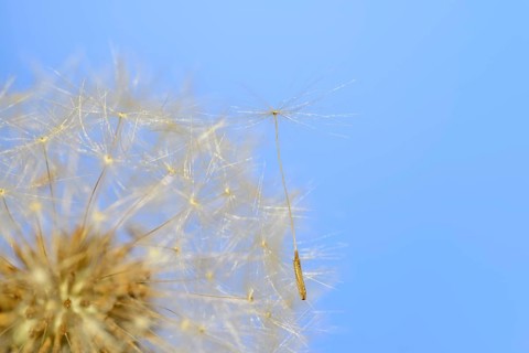 Common dandelion (Taraxacum sect. Ruderalia), dandelion, North Rhine-Westphalia, Germany