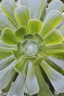 Golden yellow aeonium or roofroot (Aeonium holochrysum), rosette of leaves, Tenerife, Canary